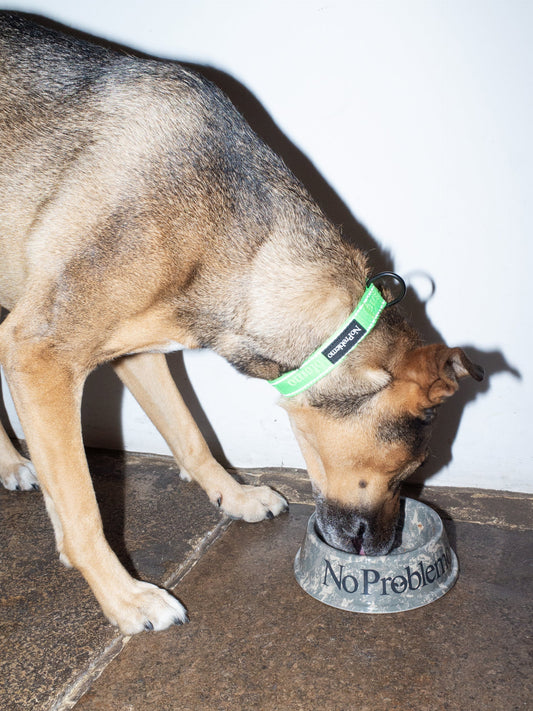 NO PROBLEMO - No Problemo Pet Bowl Camo