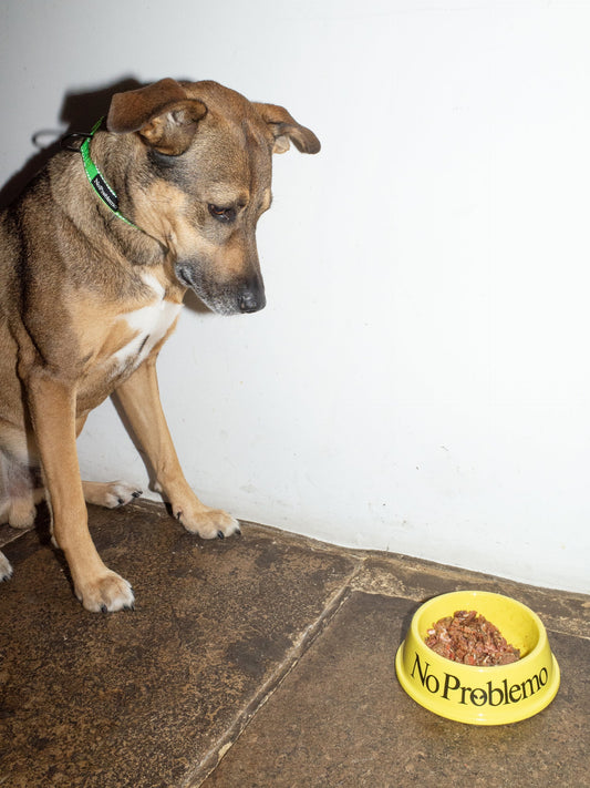 NO PROBLEMO - No Problemo Pet Bowl Yellow