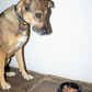 NO PROBLEMO - Pet Bowl Black