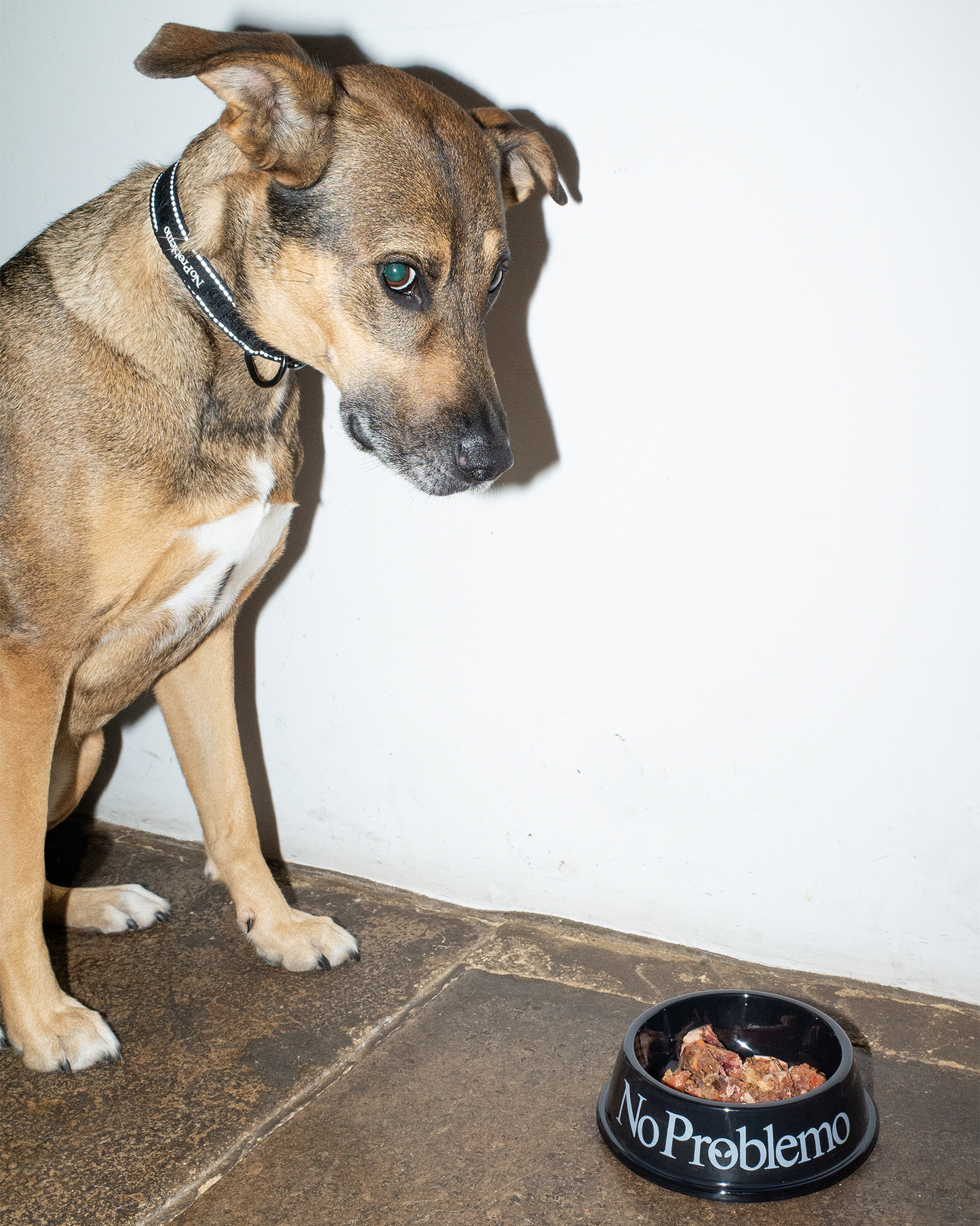 NO PROBLEMO - Pet Bowl Black