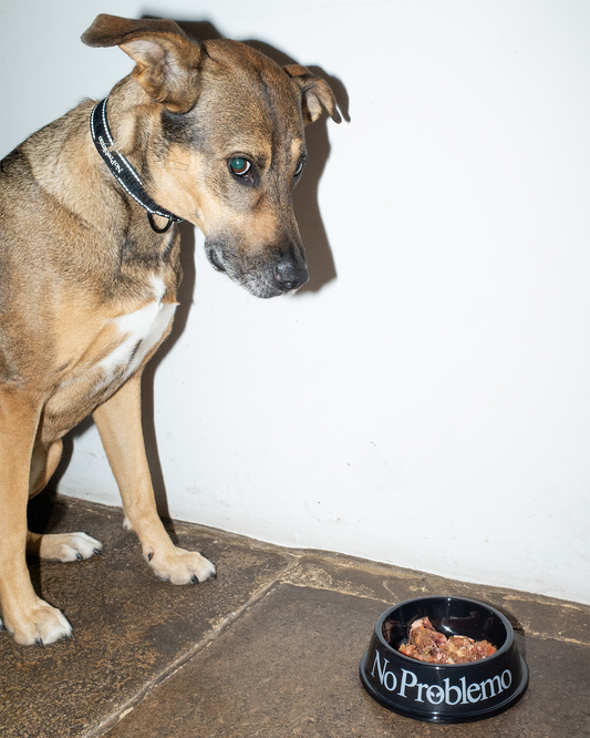 NO PROBLEMO - Pet Bowl Black